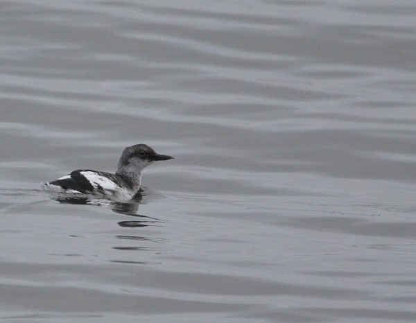 Pigeon Guillemot